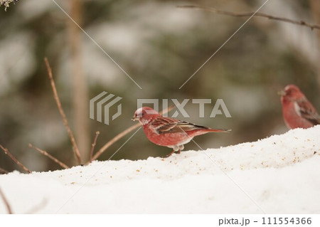 赤い鳥　真冬のオオマシコ 111554366