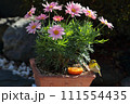 メジロとマーガレット_1 111554435
