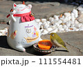 メジロとネコ 111554481