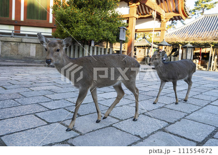 はい、ちょっとごめんなさいよ はい、ちょっとごめんなさいよ 111554672