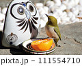 メジロとフクロウ_4 111554710