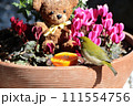 メジロとクマ_2 111554756