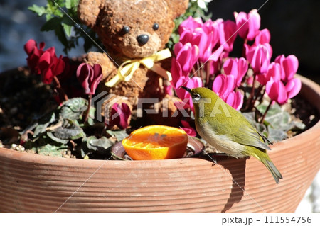 メジロとクマ_2 111554756