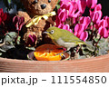 メジロとクマ_5 111554850