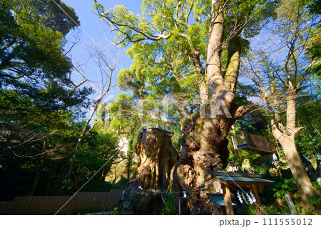來宮神社 大楠 來宮神社 大楠 111555012