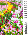チューリップ 111555202