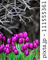 冬に咲くアイスチューリップ 111555361