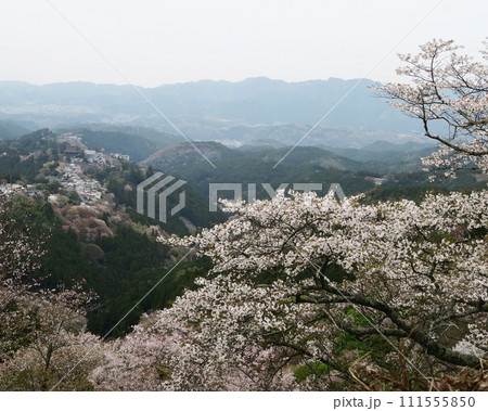 桜 吉野山 奈良県 桜 吉野山 奈良県 111555850