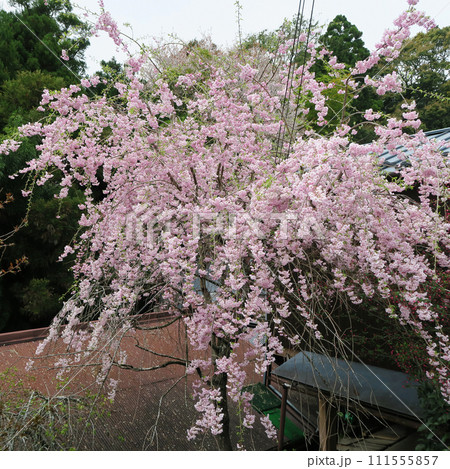 桜 吉野山 奈良県 桜 吉野山 奈良県 111555857