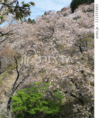 桜 吉野山 奈良県 桜 吉野山 奈良県 111555863