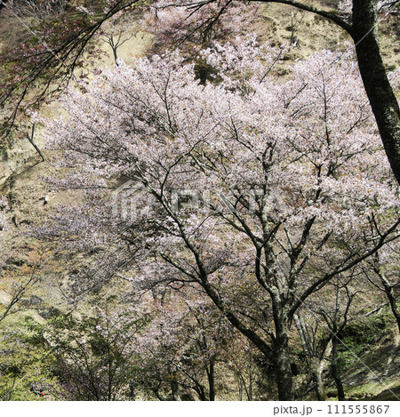 桜　吉野山　奈良県 111555867