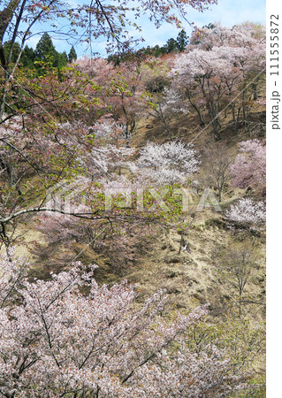 桜 吉野山 奈良県 桜 吉野山 奈良県 111555872