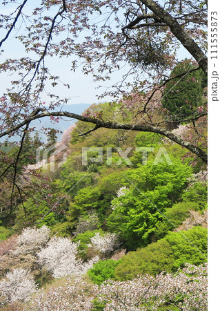 桜 吉野山 奈良県 桜 吉野山 奈良県 111555873