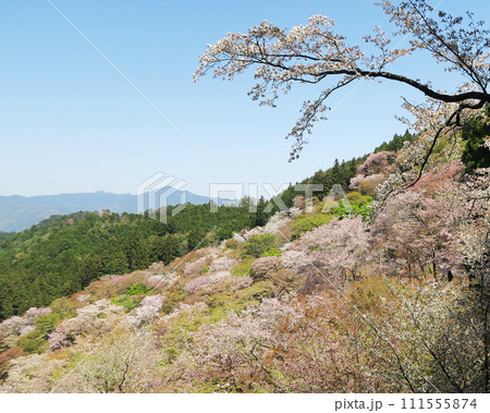 桜 吉野山 奈良県 桜 吉野山 奈良県 111555874