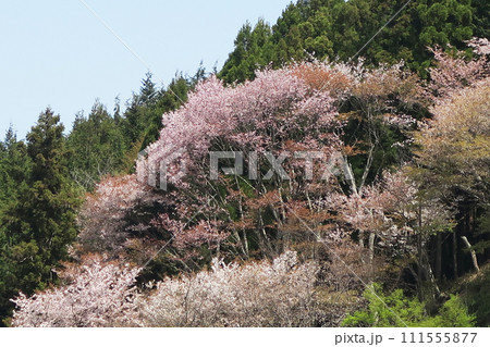 桜 吉野山 奈良県 桜 吉野山 奈良県 111555877
