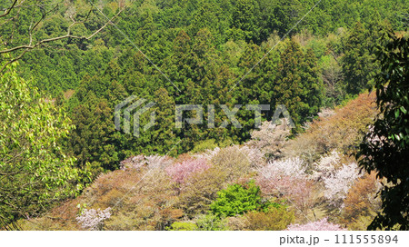 桜 吉野山 奈良県 桜 吉野山 奈良県 111555894