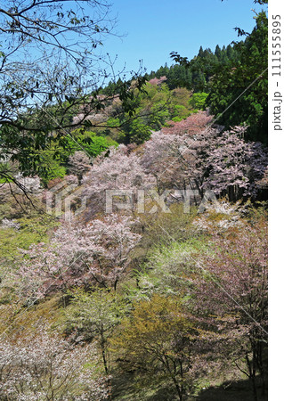 桜 吉野山 奈良県 桜 吉野山 奈良県 111555895