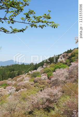 桜 吉野山 奈良県 桜 吉野山 奈良県 111555896