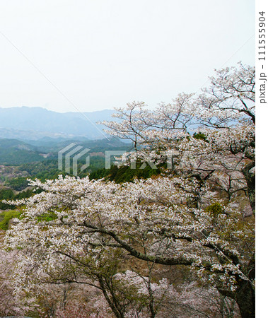 桜　吉野山　奈良県 111555904