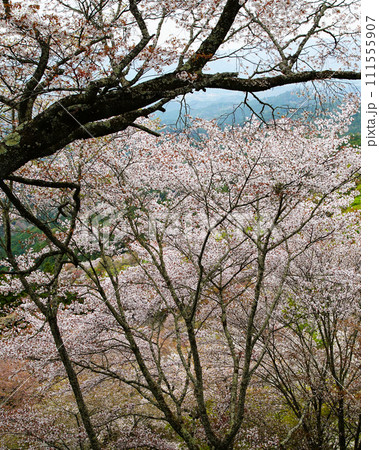 桜 吉野山 奈良県 桜 吉野山 奈良県 111555907