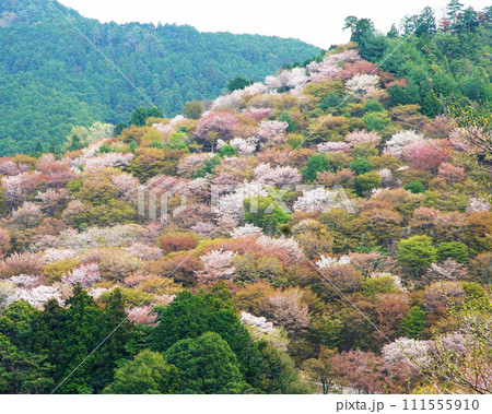 桜　吉野山　奈良県 111555910