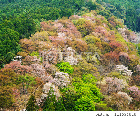 桜 吉野山 奈良県 桜 吉野山 奈良県 111555919