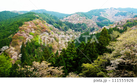 桜 吉野山 奈良県 桜 吉野山 奈良県 111555926