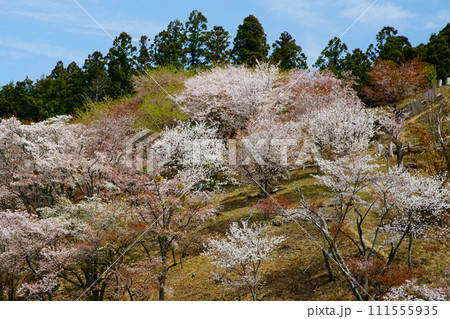 桜　吉野山　奈良県 111555935