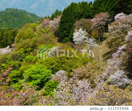 桜 吉野山 奈良県 桜 吉野山 奈良県 111555936