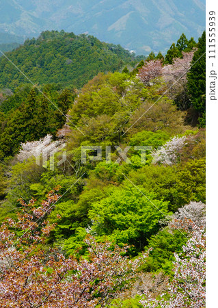 桜 吉野山 奈良県 桜 吉野山 奈良県 111555939