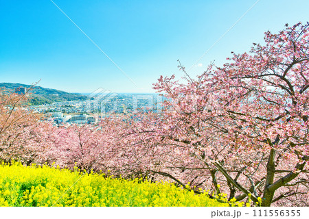 神奈川県 西平畑公園の高台から見る松田市街地と相模湾 菜の花と桜の風景 神奈川県 西平畑公園の高台から見る松田市街地と相模湾 菜の花と桜の風景 111556355