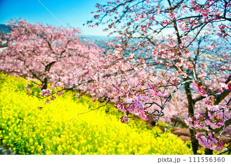 神奈川県 西平畑公園の高台から見る松田市街地と相模湾 菜の花と桜の風景 神奈川県 西平畑公園の高台から見る松田市街地と相模湾 菜の花と桜の風景 111556360