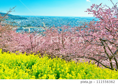 神奈川県　西平畑公園の高台から見る松田市街地と相模湾　菜の花と桜の風景 111556362