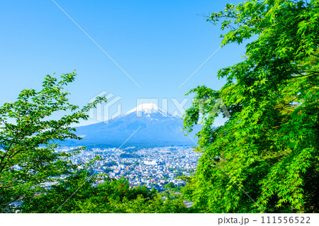 新緑と富士山（新倉山浅間公園） 111556522