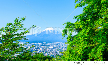 新緑と富士山（新倉山浅間公園） 111556523