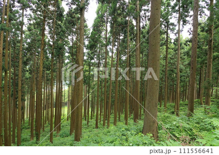 杉林 杉林 111556641