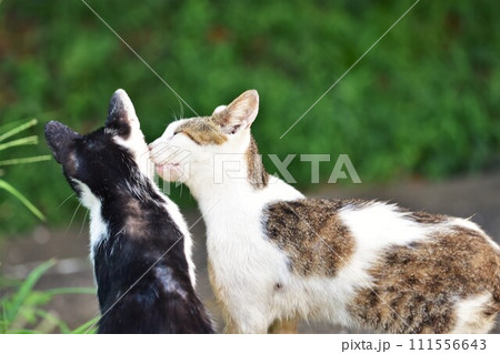 ほっぺにチューする猫 111556643