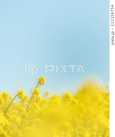 青空に向かって咲く菜の花 青空に向かって咲く菜の花 111556754