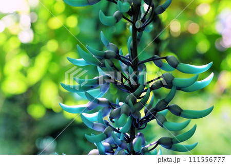 鮮やかな翡翠色のヒスイカズラ 111556777