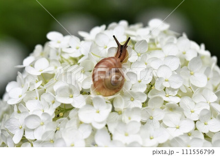 白あじさいとかたつむり 111556799