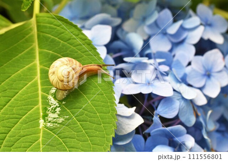 葉を這うかたつむりと紫陽花 111556801