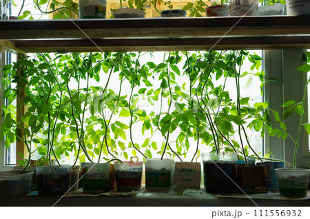 Tomato plants seedlings a lot on window sill on sunny spring day. Organic farming agriculture, eco friendly environment, sustainability. Growing organic vegetables, lifestyle. Moscow, Russia 5.09.23 111556932