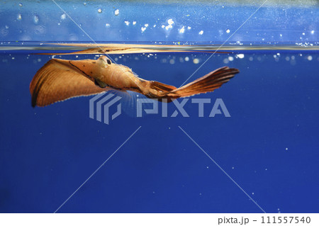 ナンヨウツバメウオ　ツバメウオ　枯れ葉　擬態　マンジュウダイ　レプトケファルス　orbic fish 111557540