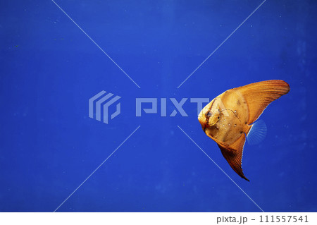 ナンヨウツバメウオ　ツバメウオ　枯れ葉　擬態　マンジュウダイ　レプトケファルス　orbic fish 111557541