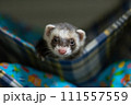 ハンモックでくつろぐフェレット 111557559
