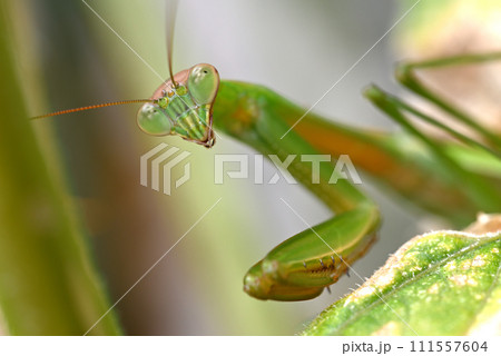 キュウリ棚に住みついた緑色のカマキリ キュウリ棚に住みついた緑色のカマキリ 111557604