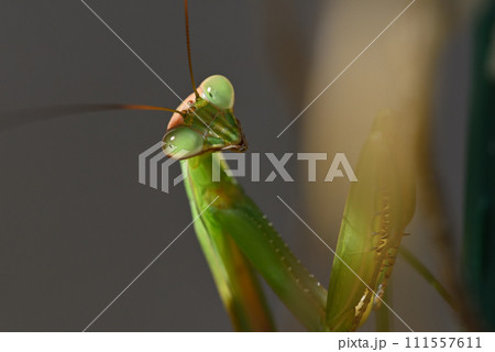キュウリ棚に住みついた緑色のカマキリ 111557611