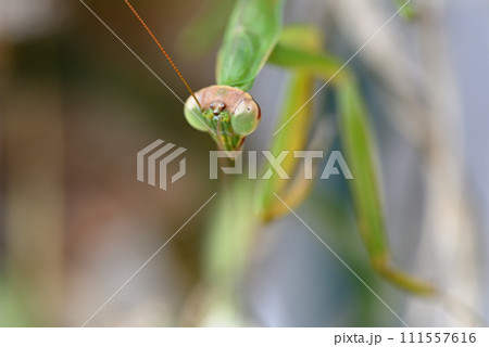 キュウリ棚に住みついた緑色のカマキリ キュウリ棚に住みついた緑色のカマキリ 111557616