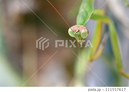 キュウリ棚に住みついた緑色のカマキリ キュウリ棚に住みついた緑色のカマキリ 111557617