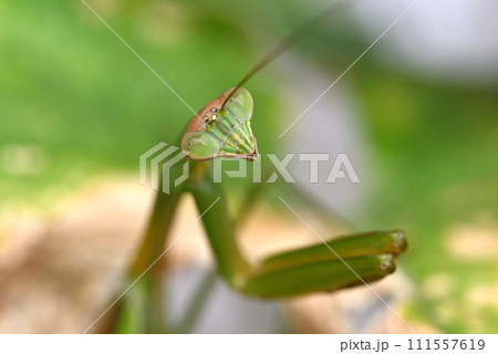 キュウリ棚に住みついた緑色のカマキリ 111557619